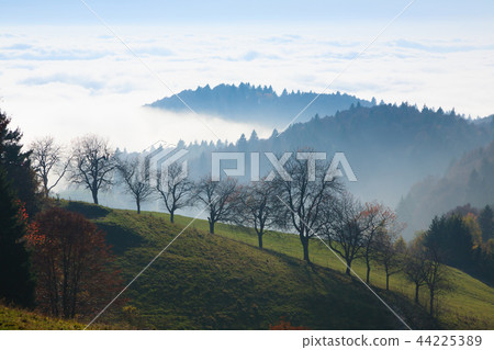 Trees in autumn season background Trees in autumn season background 44225389