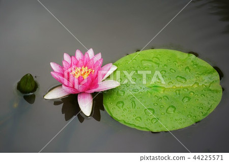 Water lily (Hasuike) Maeyama Temple 44225571