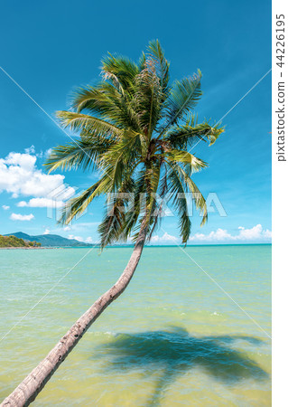 Coconut tree on the ocean against blue sky  44226195