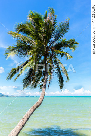 Coconut tree on the ocean against blue sky 44226196