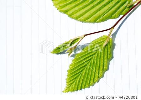 Tree leaves over a notebook page 44226801