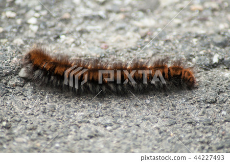 closeup of brown chenille walking on the road 44227493