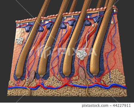 Cross section of the human skin with hair follicle Cross section of the human skin with hair follicle 44227911