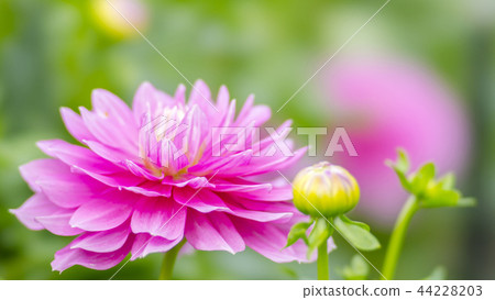 Dahlia STF 16: 9 Dahlia STF 16: 9 44228203