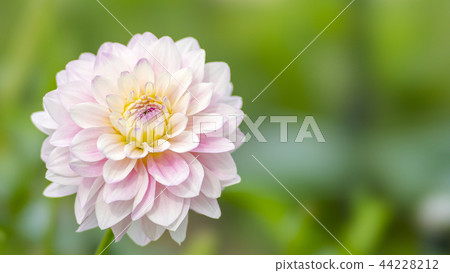 Dahlia STF 16: 9 Dahlia STF 16: 9 44228212