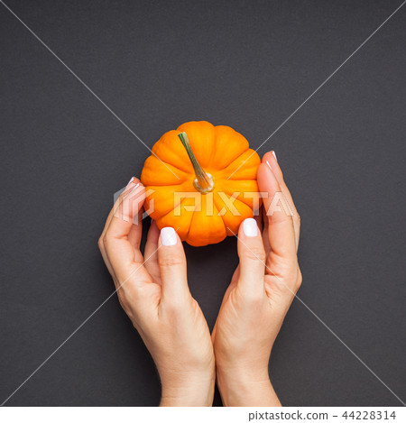 Small orange pumpkin woman hands black background 44228314