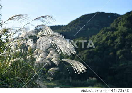 杏的秋天 杏的秋天 44228588