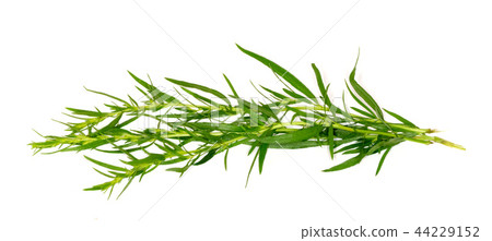 Tarragon. Tarragon branch on a white background. Tarragon. Tarragon branch on a white background. 44229152