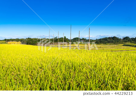Rice harvesting rice terraces in the countryside Rice harvesting rice terraces in the countryside 44229213