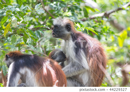 Red colobus Piliocolobus kirki monkey Zanzibar, Tanzania 44229327