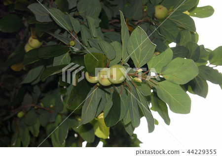 Great thrush 44229355