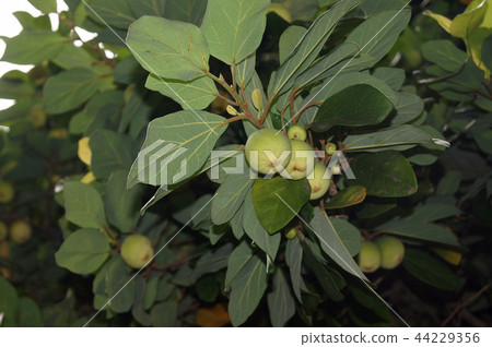 Great thrush 44229356