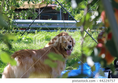 林恩狩獵犬 44229757