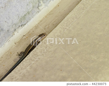 Canasnake Full Body Right Direction 44230073