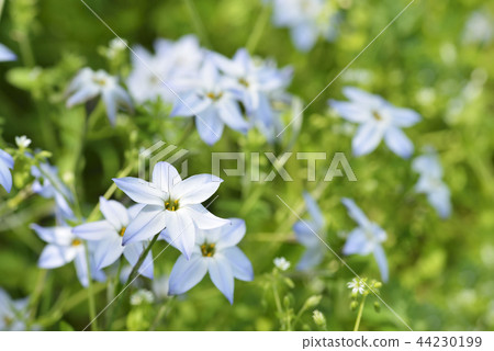 哈納花花 44230199