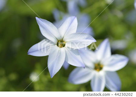 哈納花花 44230202