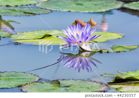 Water lily flower 44230357