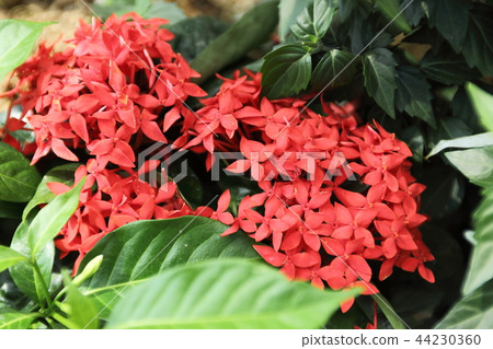 桑坦德在奇蹟之星植物博物館 44230360