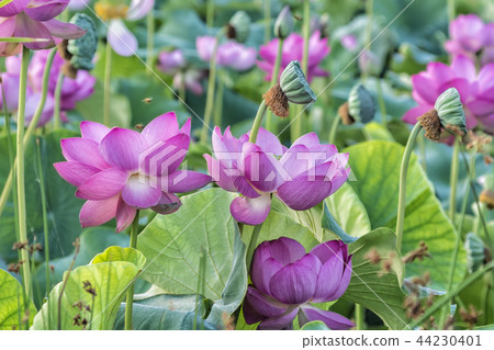 蓮花 蓮花 44230401