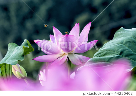 蓮花 蓮花 44230402