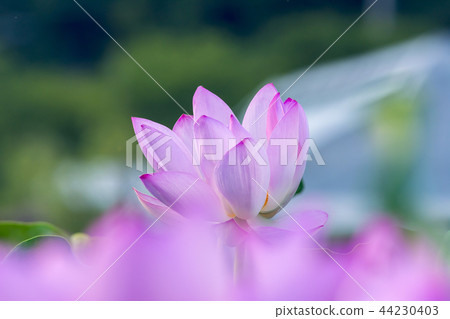 蓮花 44230403