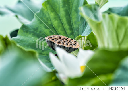 蓮花 蓮花 44230404