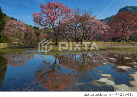 Sakura Ogunimachi Kodamagawa小學 44230413