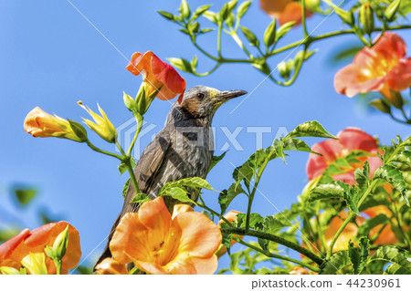 藍花楹，鵯 44230961