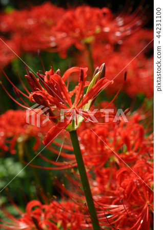 Cluster amaryllis 44231100