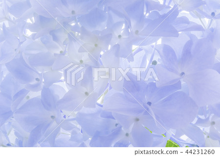 hydrangea hydrangea 44231260