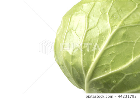 cabbage cabbage 44231792
