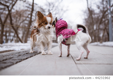 two funny dogs sniffs each other. two funny dogs sniffs each other. 44231902