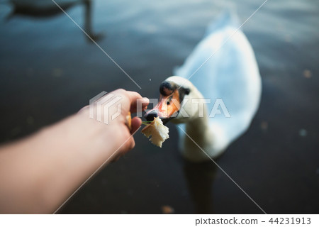 POV of feeding swan on the lake pond reaver. Toned image. Point of view shot. POV of feeding swan on the lake pond reaver. Toned image. Point of view shot. 44231913