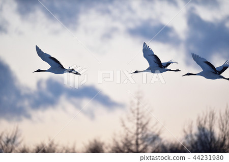 Sunset sky and flock of tancho (Hokkaido) 44231980