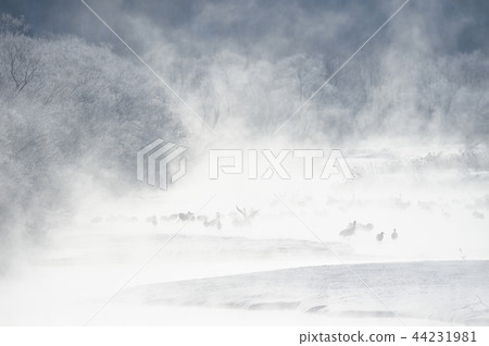 老虎的棲息地（北海道·Tsurui村） 44231981