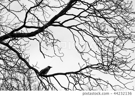 Crows on tree branches. Black and white Crows on tree branches. Black and white 44232136