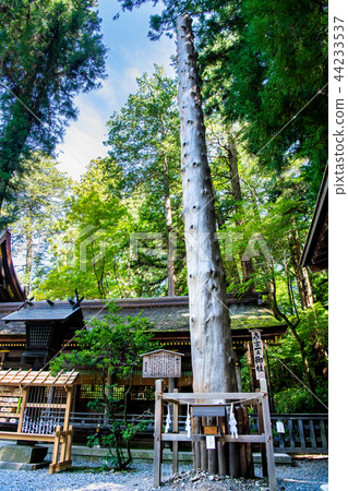 Nagano Suwa Taisha Shimosha Harumiya Kazuyuki Onchou 44233537