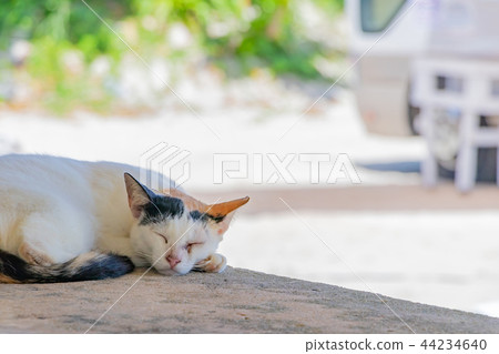 A stray cat from Okinawa Taketomi Kondoi beach 44234640