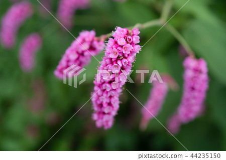 Pink flower Oketade Pink flower Oketade 44235150