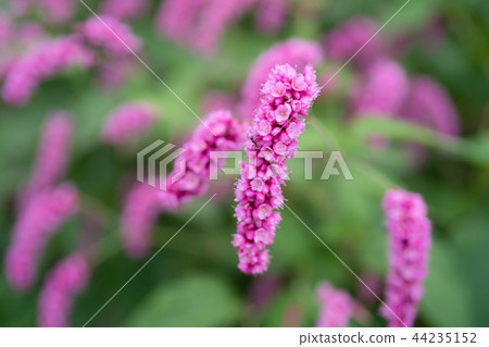 Pink flower Oketade 44235152