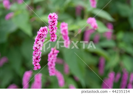 Pink flower Oketade 44235154