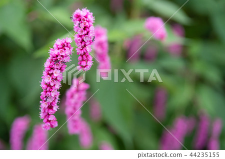 Pink flower Oketade 44235155