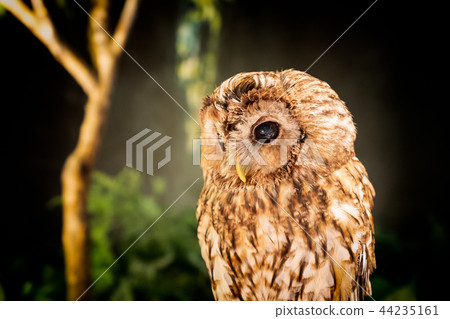 Owl Owl 44235161