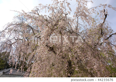 Cherry blossoms Cherry blossoms 44235676