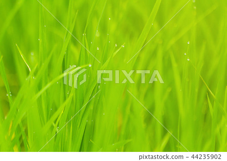 Water drop on natural rice green field background Water drop on natural rice green field background 44235902