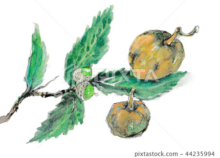 橡果和櫪木 44235994