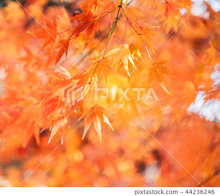 Red maple tree with golden sunlight Red maple tree with golden sunlight 44236246