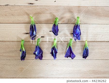 Butterfly pea, Blue pea dried flower 44236262