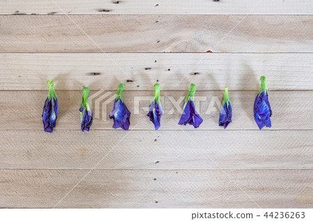 Butterfly pea, Blue pea dried flower Butterfly pea, Blue pea dried flower 44236263