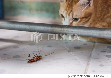 Golden Cat gazing at a cockroach 44236283